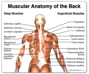 muscular-anatomy-of-the-back